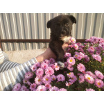 Две маленькие кнопки ищут дом