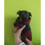 Две маленькие кнопки ищут дом