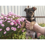 Две маленькие кнопки ищут дом