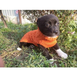 Две маленькие кнопки ищут дом