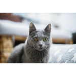 Красавица Буся в добрые руки.