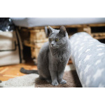 Красавица Буся в добрые руки.