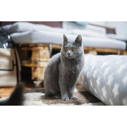 Красавица Буся в добрые руки.