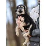 Малышка Юста ищет своих добрых людей.