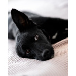 Молли — классическая чёрная собака-метис ищет дом.