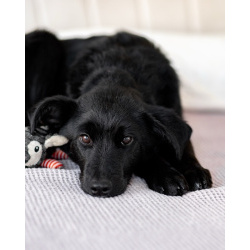 Молли — классическая чёрная собака-метис ищет дом.