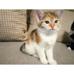 Очаровательные котята для Вашего счастья!