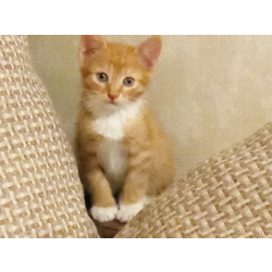 Очаровательные котята для Вашего счастья!