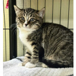 Котята в добрые руки!