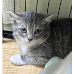 Котята в добрые руки!