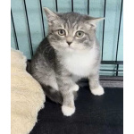 Котята в добрые руки!