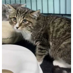 Котята в добрые руки!