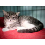 Котята в добрые руки!