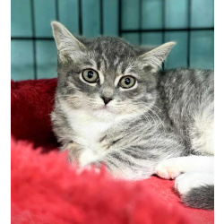 Котята в добрые руки!