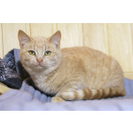 Нежная кокетка Шампань в дар. 6 месяцев