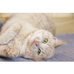 Нежная кокетка Шампань в дар. 6 месяцев