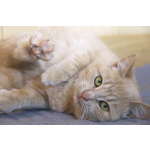 Нежная кокетка Шампань в дар. 6 месяцев