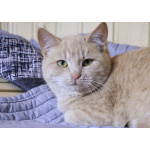 Нежная кокетка Шампань в дар. 6 месяцев