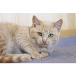 Нежная кокетка Шампань в дар. 6 месяцев