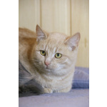 Нежная кокетка Шампань в дар. 6 месяцев