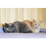 Нежная кокетка Шампань в дар. 6 месяцев