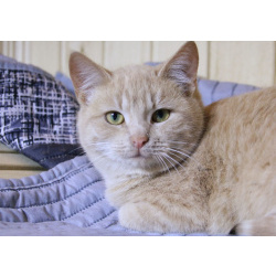 Нежная кокетка Шампань в дар. 6 месяцев