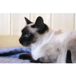 Синеглазый котёнок Гав колор-пойнт в дар