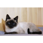 Синеглазый котёнок Гав колор-пойнт в дар