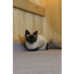 Синеглазый котёнок Гав колор-пойнт в дар