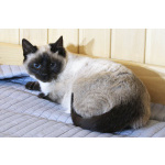 Синеглазый котёнок Гав колор-пойнт в дар