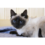 Синеглазый котёнок Гав колор-пойнт в дар