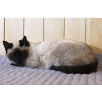 Синеглазый котёнок Гав колор-пойнт в дар