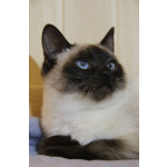 Синеглазый котёнок Гав колор-пойнт в дар