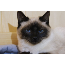 Синеглазый котёнок Гав колор-пойнт в дар