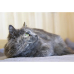 Небольшая, пушистенькая кошечка Лили в дар. 6 месяцев