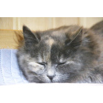 Небольшая, пушистенькая кошечка Лили в дар. 6 месяцев