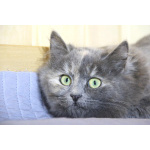 Небольшая, пушистенькая кошечка Лили в дар. 6 месяцев