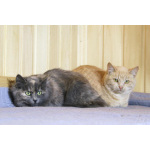 Небольшая, пушистенькая кошечка Лили в дар. 6 месяцев