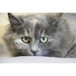 Небольшая, пушистенькая кошечка Лили в дар. 6 месяцев