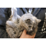 Небольшая, пушистенькая кошечка Лили в дар. 6 месяцев