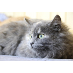 Небольшая, пушистенькая кошечка Лили в дар. 6 месяцев