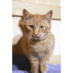 Яркий красивый котик-подросток Страйк в дар