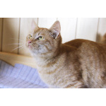 Яркий красивый котик-подросток Страйк в дар