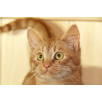 Яркий красивый котик-подросток Страйк в дар