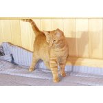 Яркий красивый котик-подросток Страйк в дар