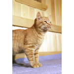 Яркий красивый котик-подросток Страйк в дар