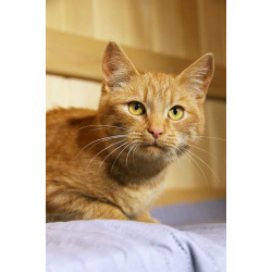 Яркий красивый котик-подросток Страйк в дар