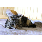 Котик Мартин с бурундуковым окрасом в дар