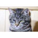 Котик Мартин с бурундуковым окрасом в дар