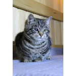 Котик Мартин с бурундуковым окрасом в дар